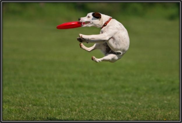Frisbee-1